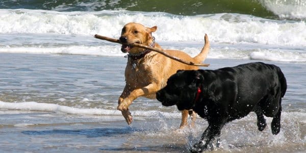 Two dogs run through water