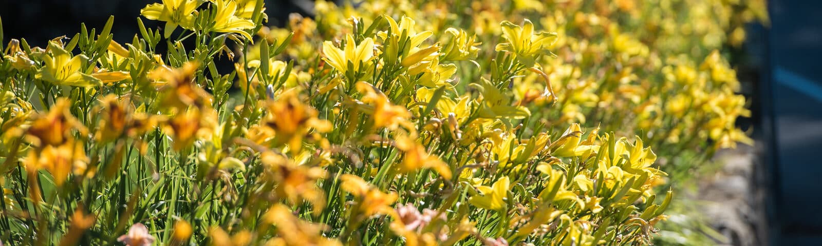 Yellow garden flowers