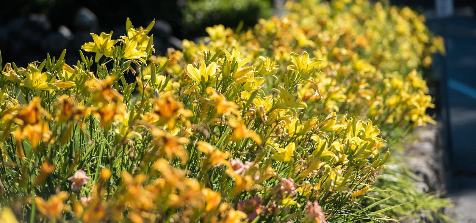 Yellow garden flowers